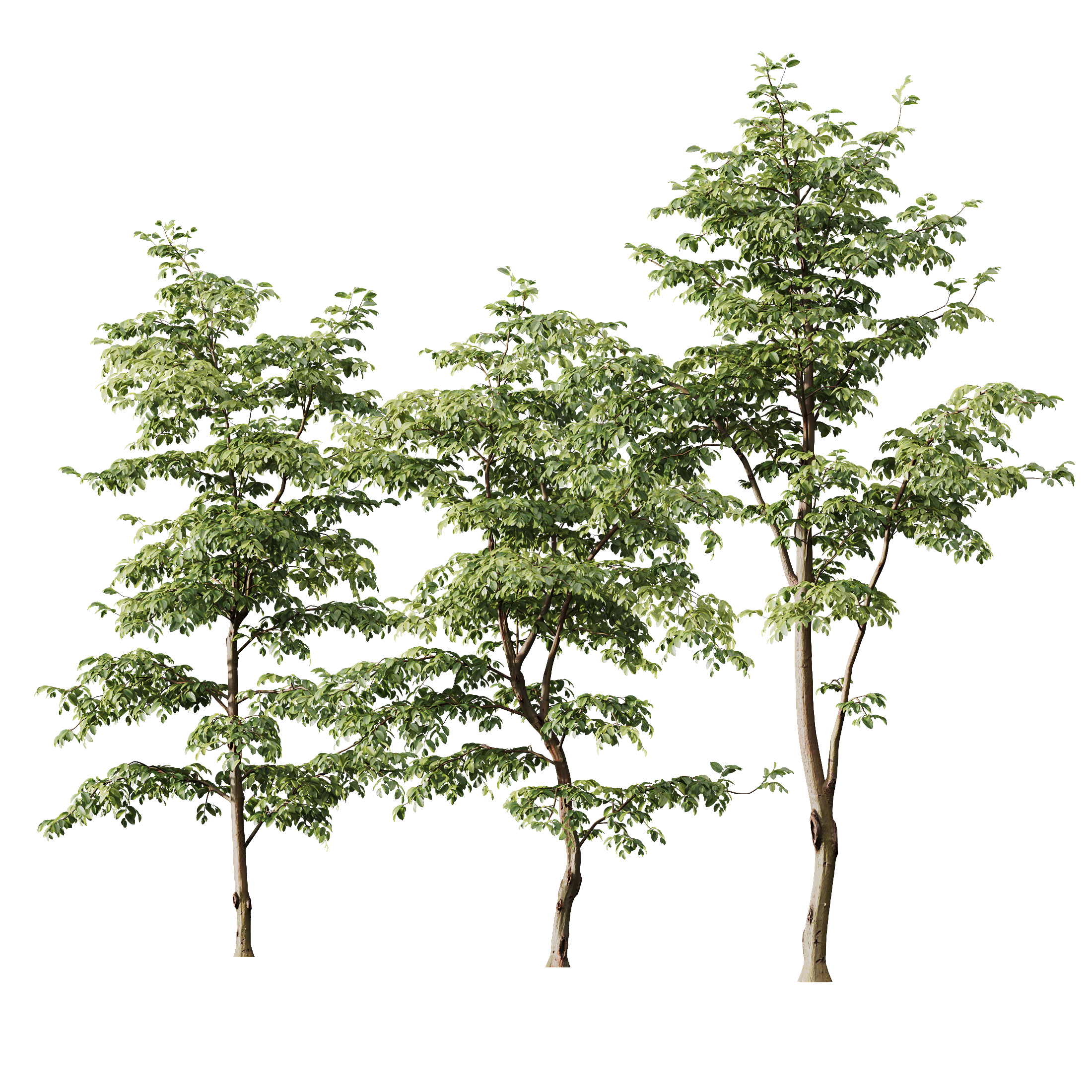 HQ Plants Carpinus Betulus